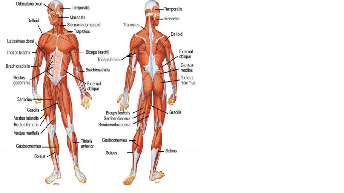 Muscle Diagrams 81
